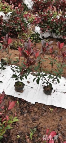 0.6公分红叶石楠