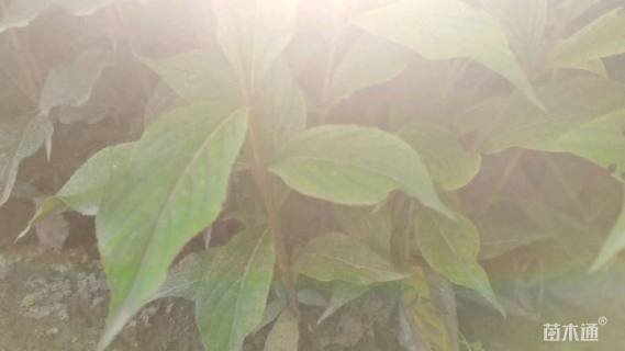 高度35厘米红王子锦带
