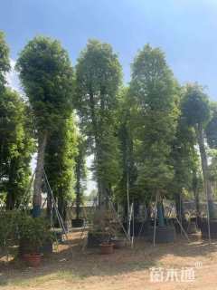 12公分金丝楠木