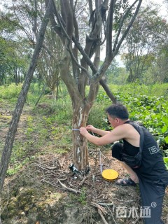 高度700厘米紫荆