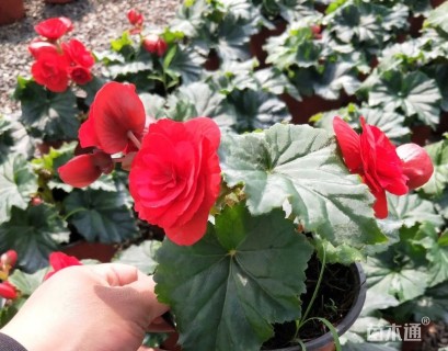 高度20厘米丽格海棠