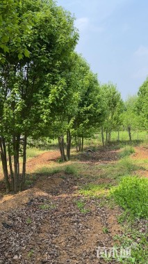 高度550厘米丛生美国红枫