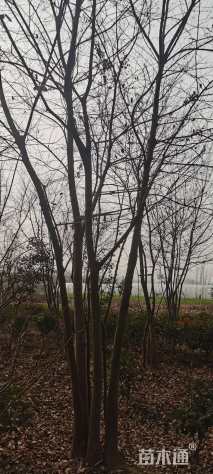 50公分(5杆)丛生朴树