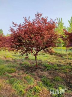 11公分中国红枫