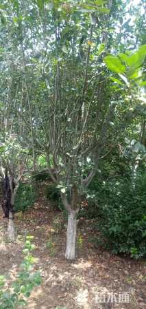 17公分西府海棠