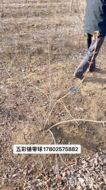 高度100厘米五彩锦带