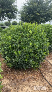 冠幅150厘米海桐球