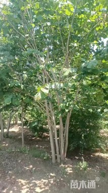 高度200厘米丛生紫荆