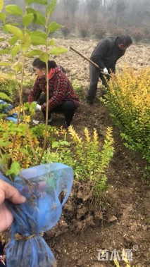 高度70厘米金叶女贞