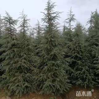 高度500厘米雪松