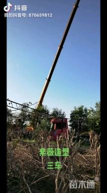 35公分造型紫薇