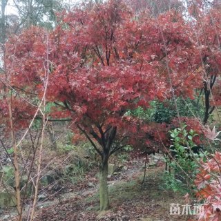 15公分红枫