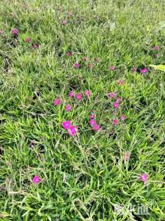 高度10厘米欧石竹