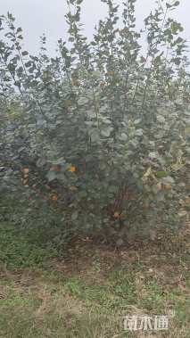 高度400厘米丛生黄栌