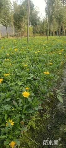 高度2025厘米木春菊