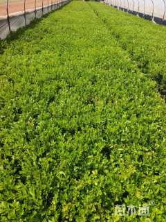 高度30厘米瓜子黄杨