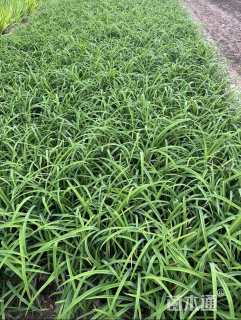 高度30厘米大花萱草