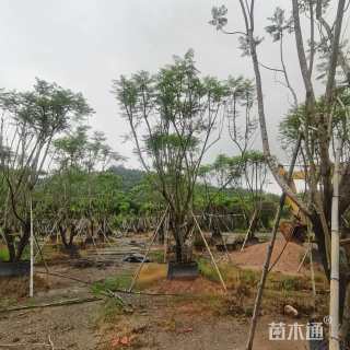 20公分丛生蓝花楹