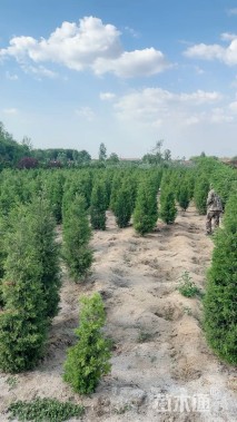 高度200厘米蜀桧