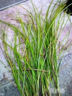 高度50厘米块茎苔草