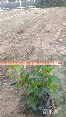 高度18厘米巴西野牡丹