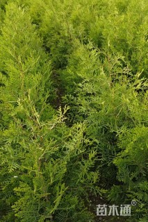 高度80厘米侧柏