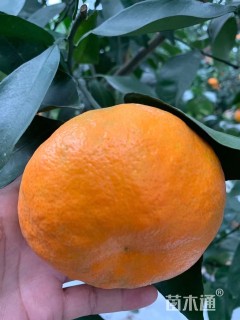 高度50厘米爱媛38号苗