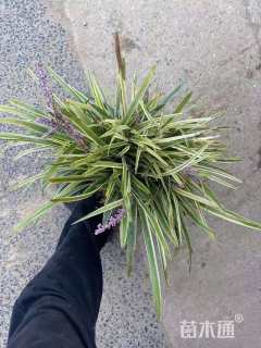 高度25厘米金边阔叶麦冬