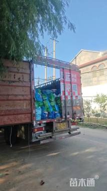 高度50厘米金叶苔草