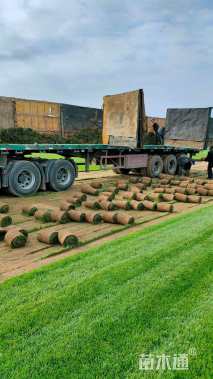 草毯状马尼拉草