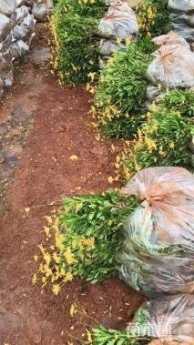 高度25厘米木春菊