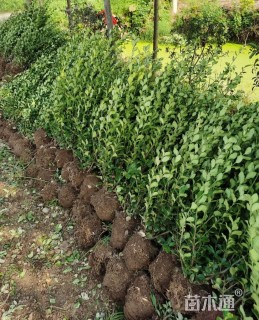 冠幅60厘米卫矛球