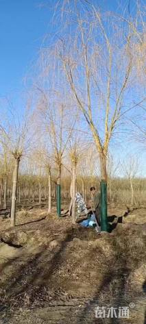 18公分红丝垂柳