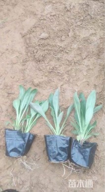 高度12厘米吊钟柳