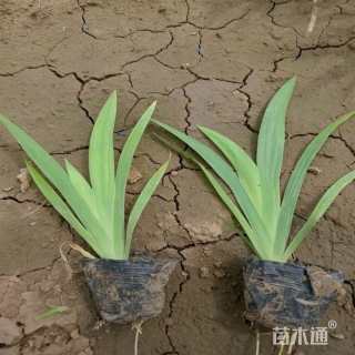 高度28厘米蓝花鸢尾