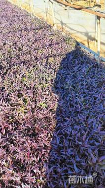 高度30厘米兰花