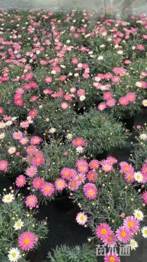 高度30厘米菊花