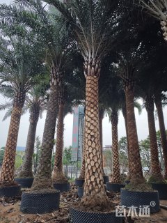 裸干高400厘米海枣