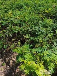 高度80厘米珍珠梅