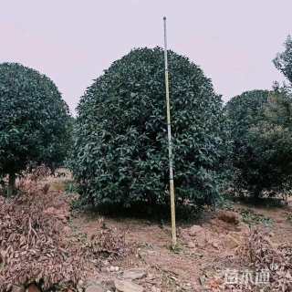 高度350厘米丛生桂花