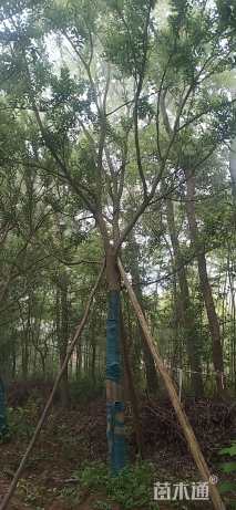 15公分朴树