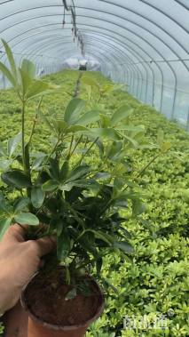 高度35厘米鸭脚木
