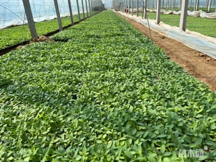 高度2厘米矮牵牛