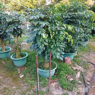 100公分海南菜豆树