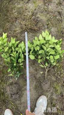 高度50厘米金森女贞