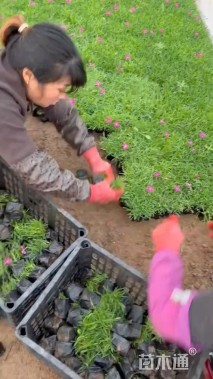 高度20厘米欧石竹