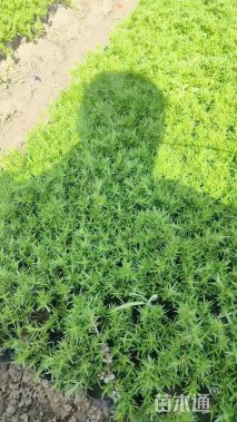 高度10厘米丛生福禄考