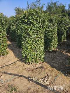高度200厘米红叶石楠柱