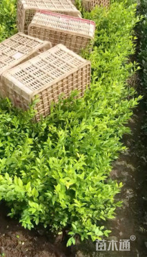 高度50厘米金叶女贞