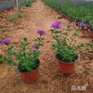 高度30厘米细叶美女樱